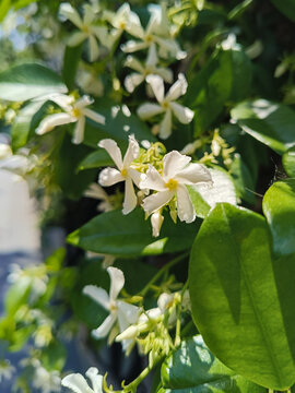 风车茉莉