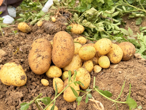 挖土豆