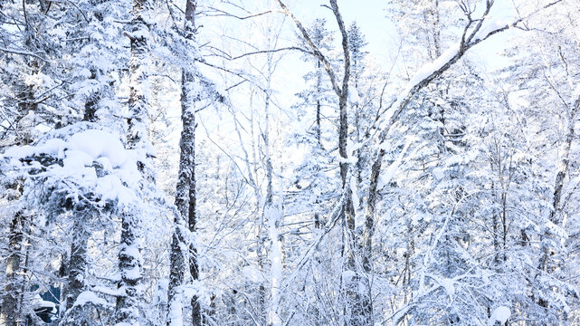 长白山雪松