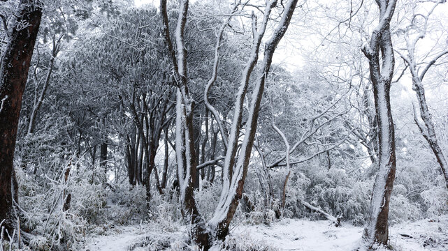 雪后的峨眉山