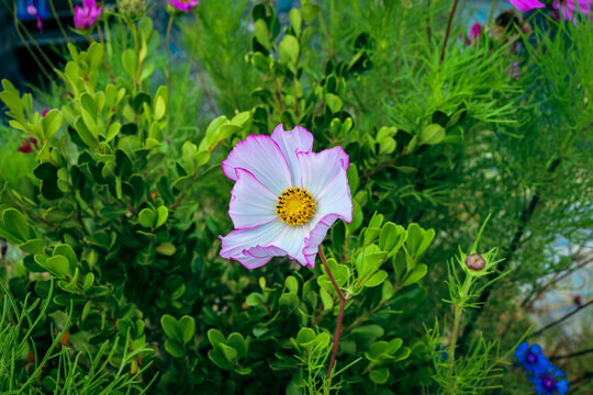 格桑花