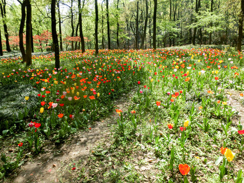 郁金香花园