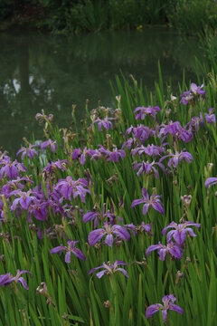 紫色鸢尾花丛