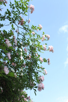春光明媚下的蔷薇花枝