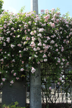 中学校园的蔷薇围墙