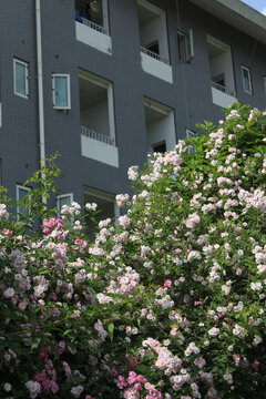 校园蔷薇围墙
