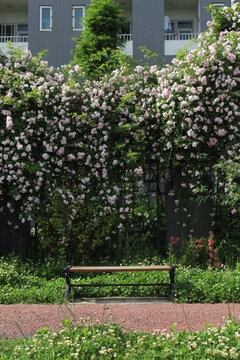 休闲椅和蔷薇花墙竖图
