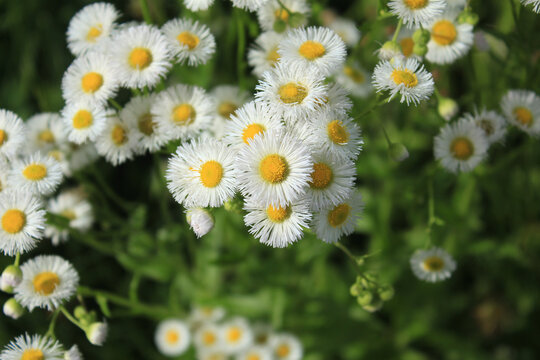 一年蓬花丛特写