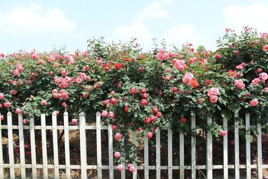 篱笆和种植的玫瑰