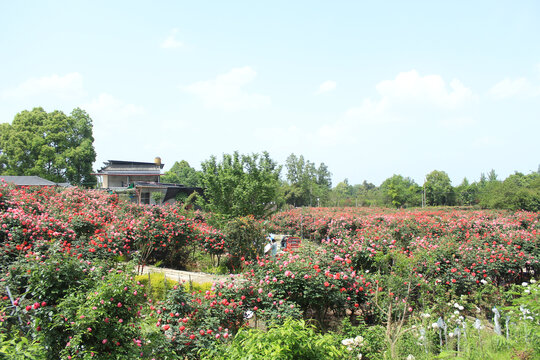 温江古桩玫瑰园