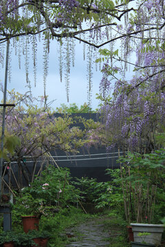 春天紫藤园