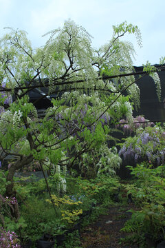 白色紫藤花树