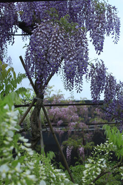 花团锦簇的紫藤花