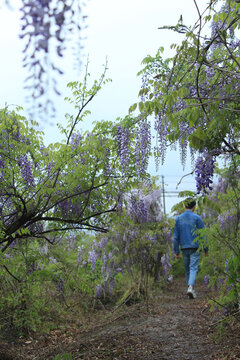 行走在紫藤花林间