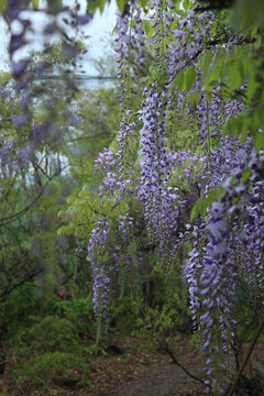 盛开的紫藤花枝