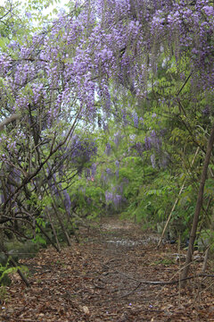 开满紫藤花的泥路
