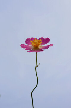 一朵蔷薇花