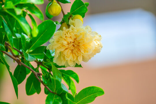 白色石榴花