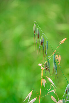 野燕麦