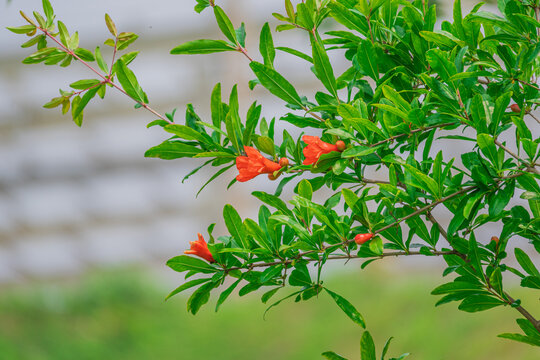 石榴花开