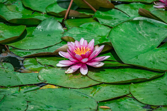 睡莲花开