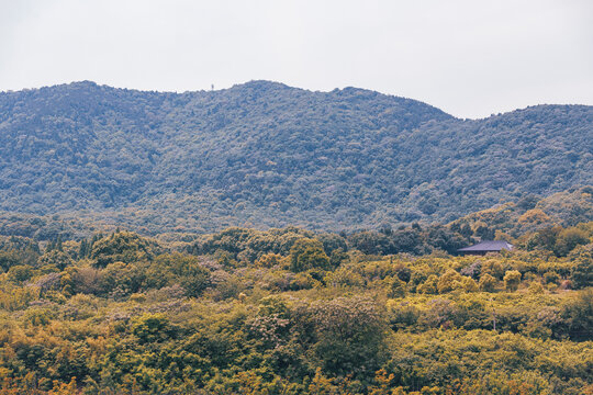 深秋山林