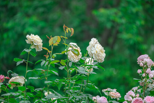 白色月季花