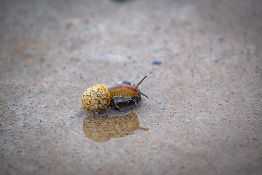 雨中爬行的蜗牛