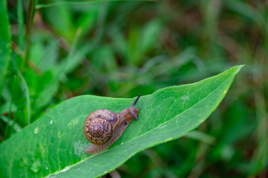 绿叶上的蜗牛