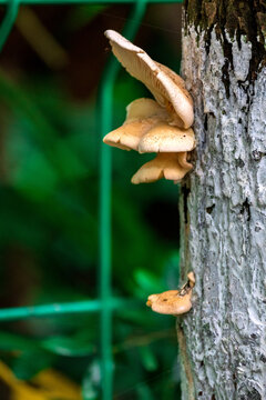 树上生长的蘑菇