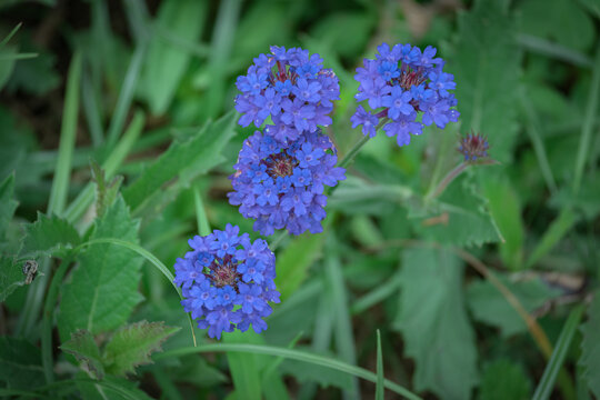 星辰花勿忘草