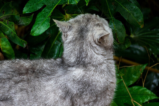 猫的背影