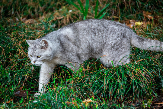 家猫捕鼠