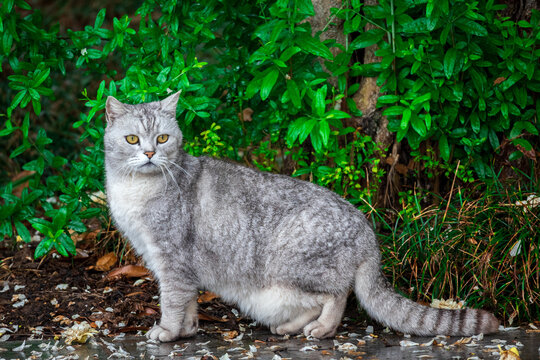 猫的眼神