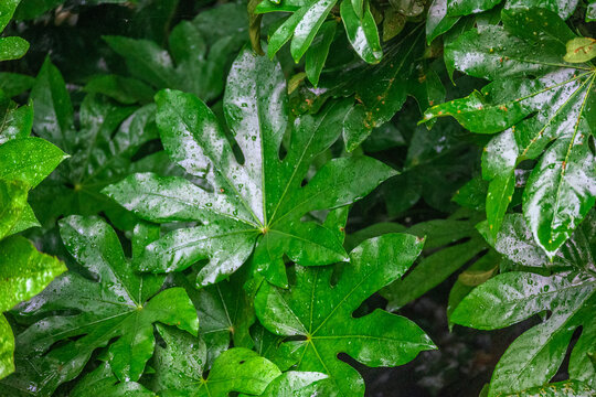 雨后绿叶