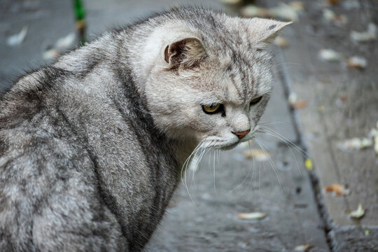 猫咪