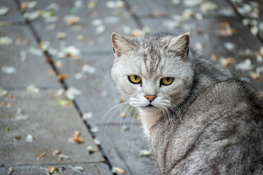 银渐层猫咪