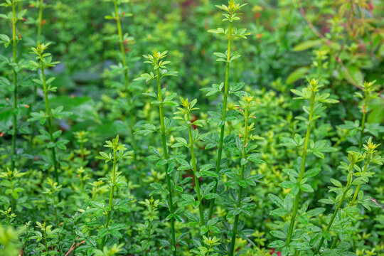 绿色野草背景素材