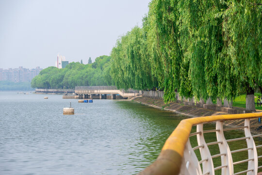 河边垂柳