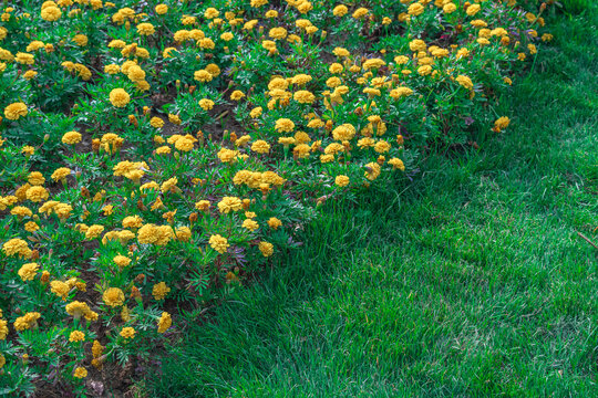 黄色菊花花丛