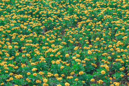 金黄色菊花花丛