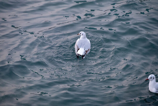 栈桥海鸥