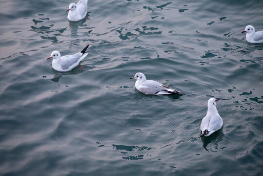 栈桥海鸥