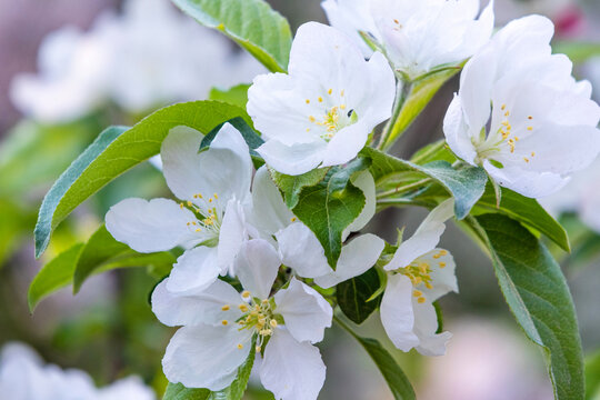 盛开的海棠花小白花