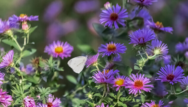 蝴蝶与花儿