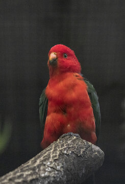 红鹦鹉鸟