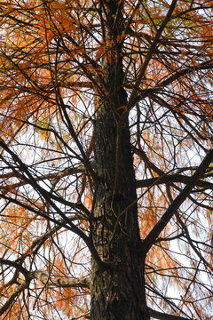 秋天水杉树