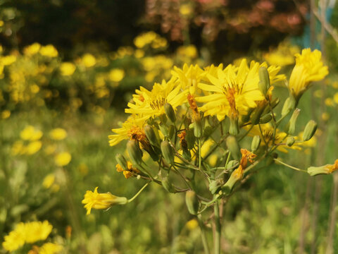 野菊花小黄花