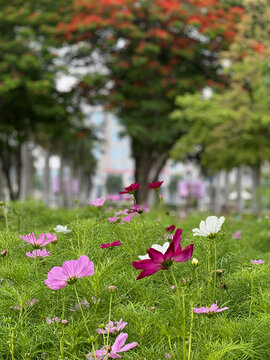 波斯菊