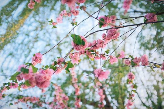 春天树枝上的花朵